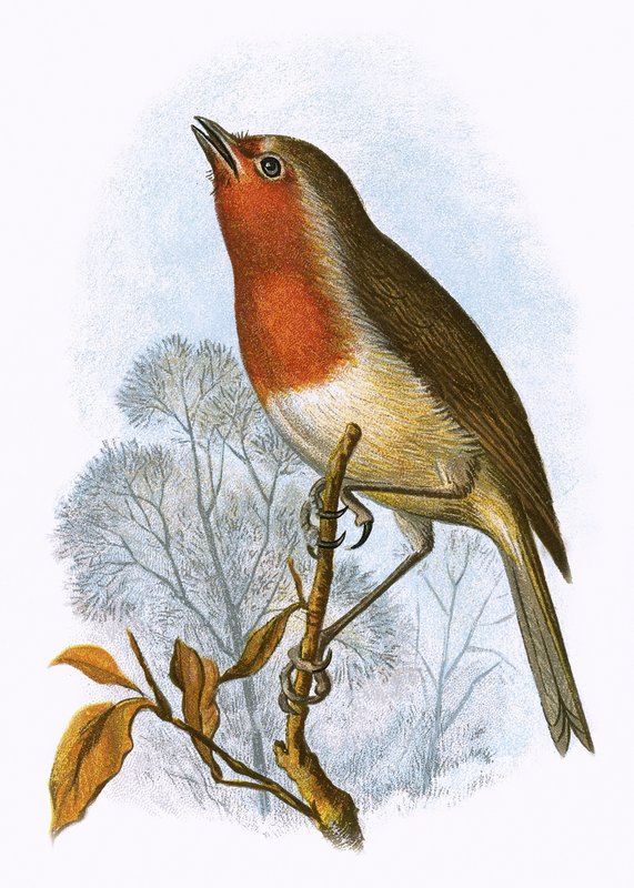 Robin de English School