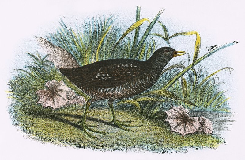 Crake manchado de English School