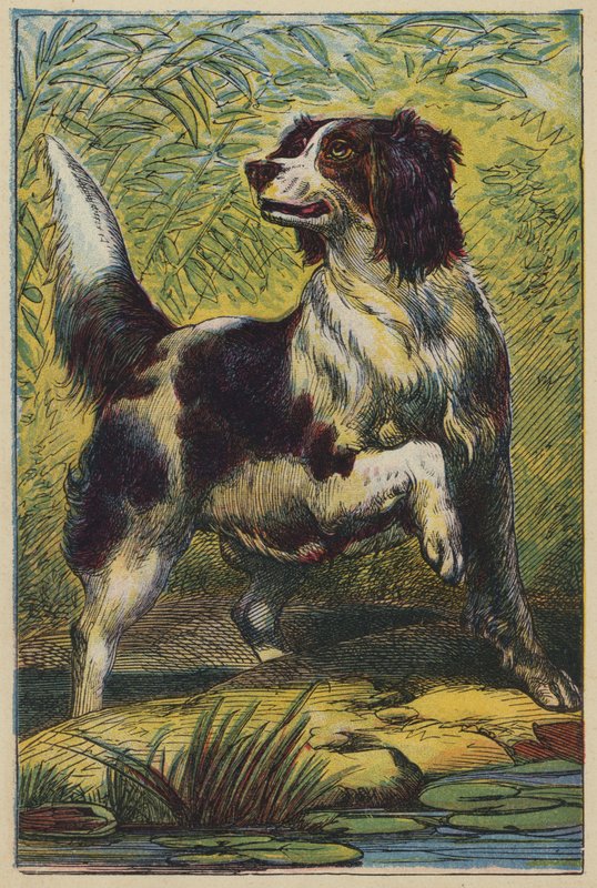O Cão (litografia a cores) de English School