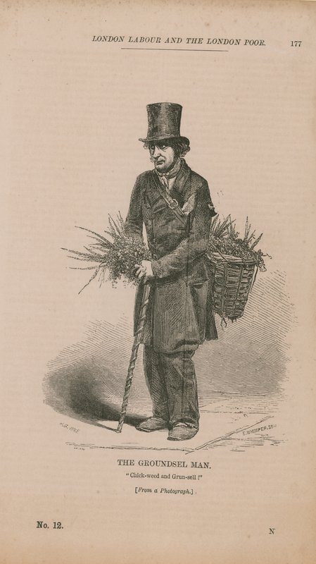 The Groundsel Man de English School