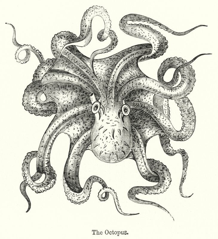 O Polvo (gravura) de English School