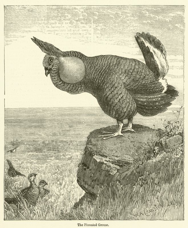 O Galo Encravado (gravura) de English School