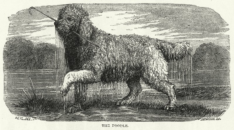 O caniche (gravura) de English School