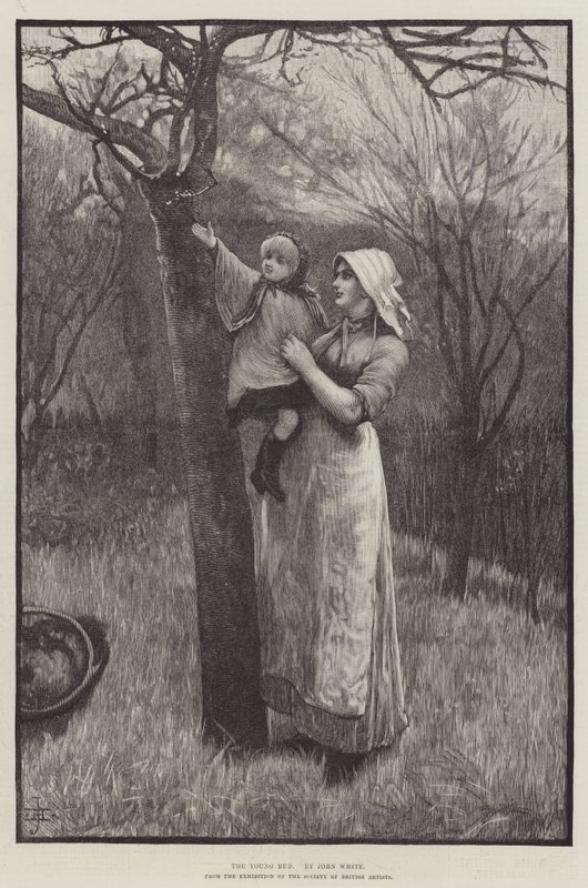 The Young Bud (gravura) de English School