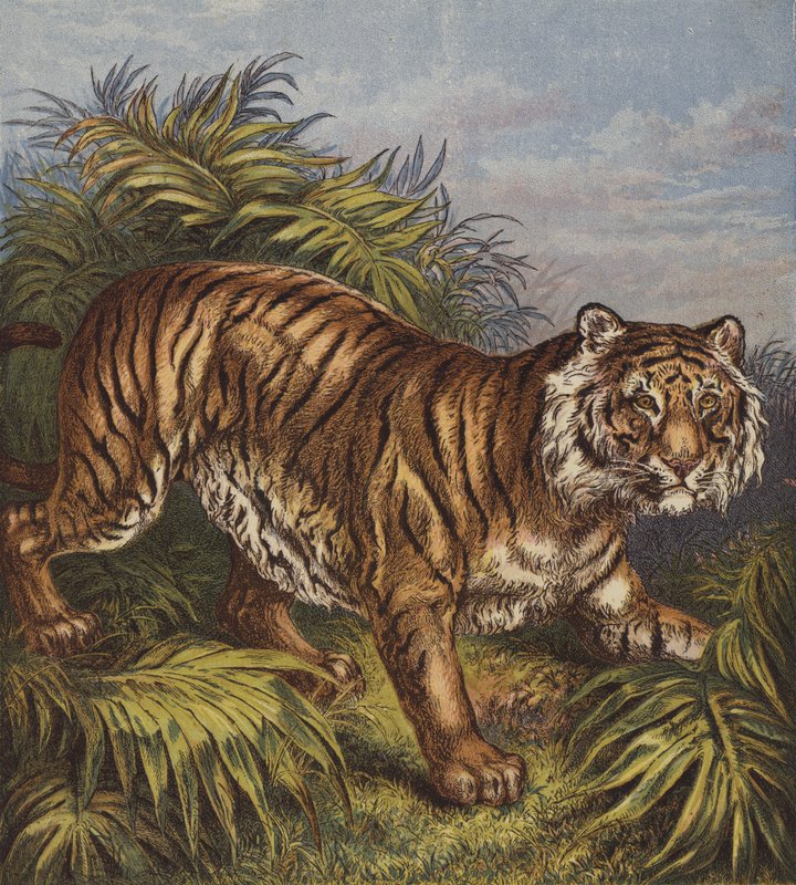Tigre (cor litho) de English School