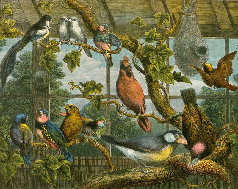 Aves tropicais de English School