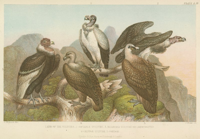 Abutres (gravura colorida) de English School