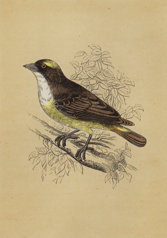 Weaver Bird (cor litho) de English School