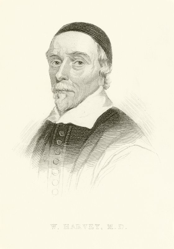 William Harvey de English School