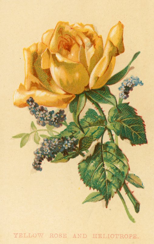 Rosa amarela e heliotrópio de English School