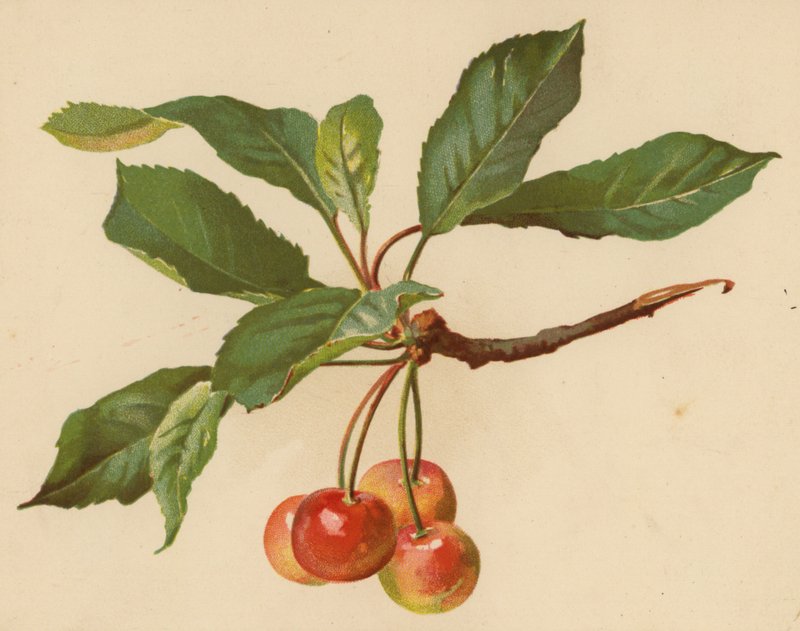 Cerejas (chromolitho) de Ethel C. Nisbet