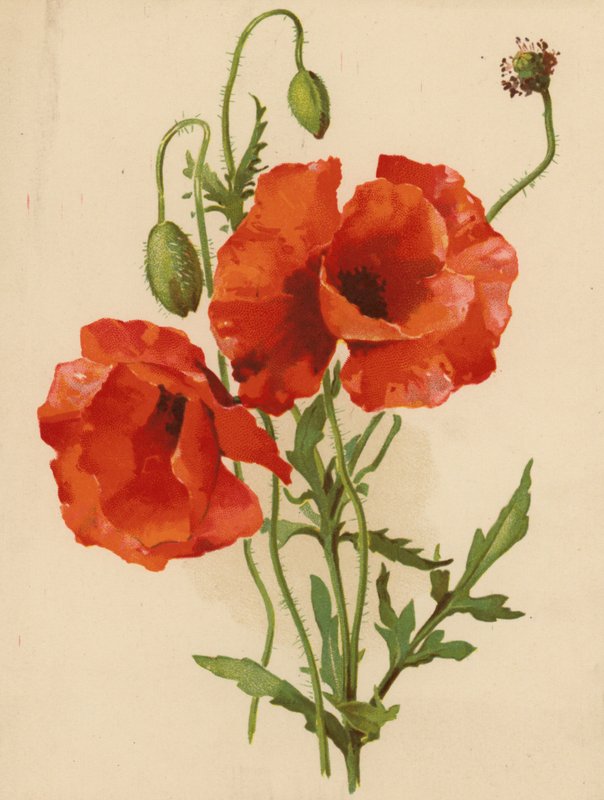 Papoilas (chromolitho) de Ethel C. Nisbet