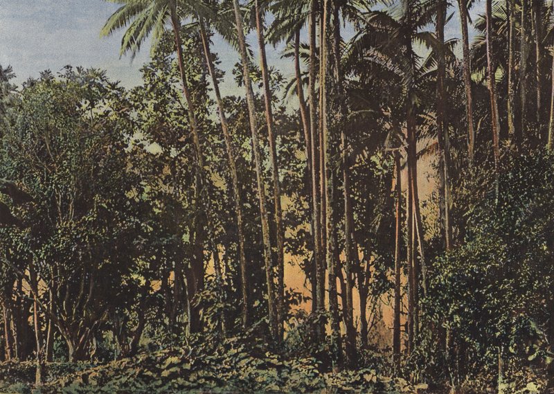 Floresta de coco de European Photographer