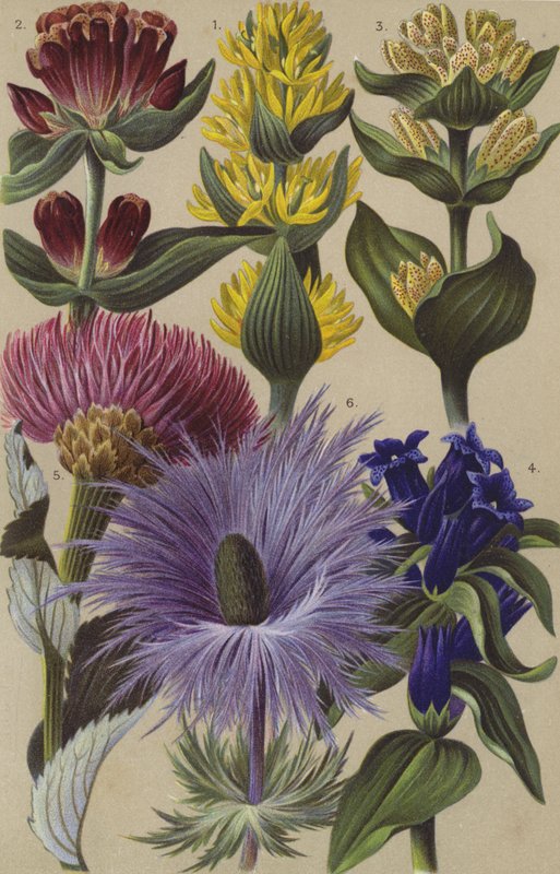 Flora alpina de European School