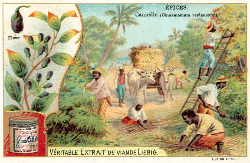 Canela (chromolitho) de European School