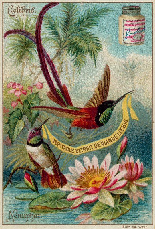Colibris e Nenuphar de European School
