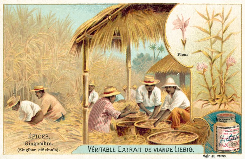 Gengibre (chromolitho) de European School
