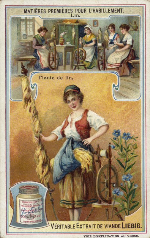 Linho: planta de linho de European School