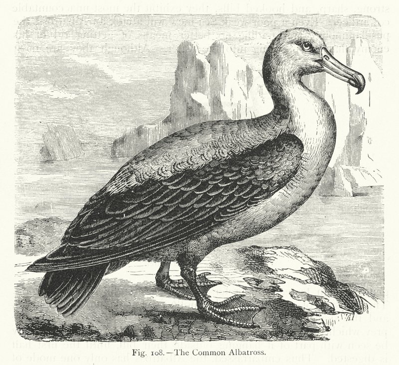 O Albatroz Comum (gravura) de European School