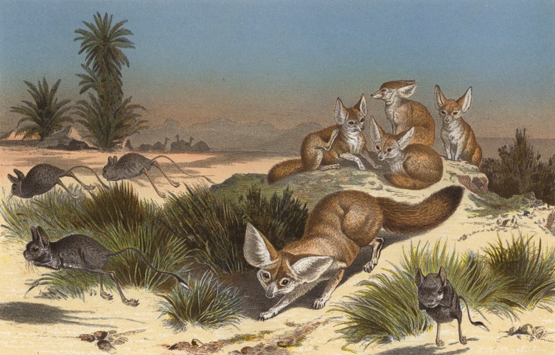 Wustenfuchs de European School