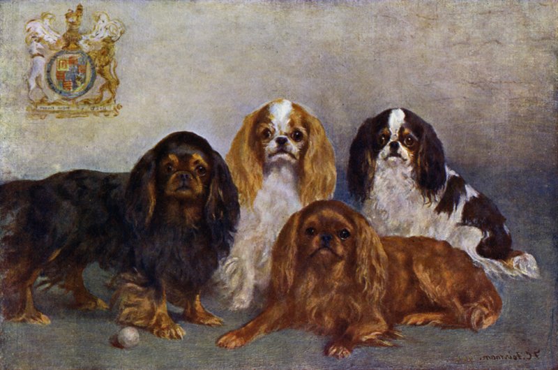 Spaniels de rei Charles de Frances C. Fairman