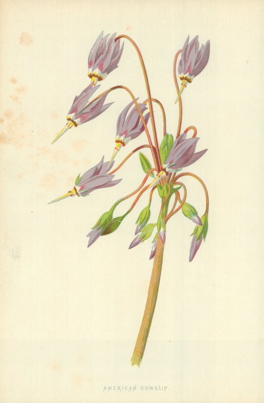Cowslip americano de Frederick Edward Hulme