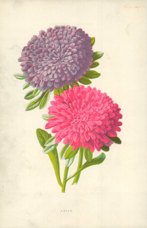 Áster de Frederick Edward Hulme