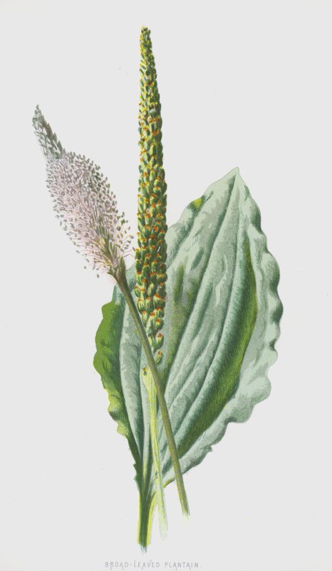 Tanchagem De Folhas Largas (cromolitho) de Frederick Edward Hulme