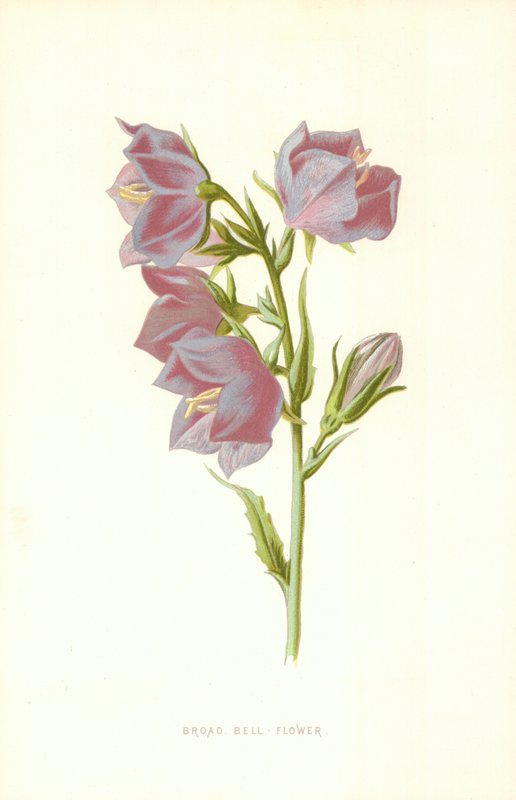 Flor de sino largo de Frederick Edward Hulme