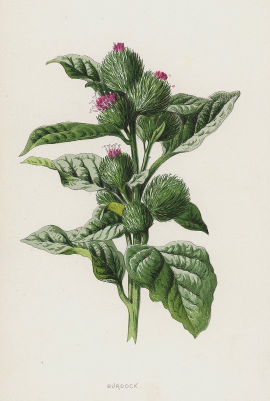 Bardana (cromolito) de Frederick Edward Hulme
