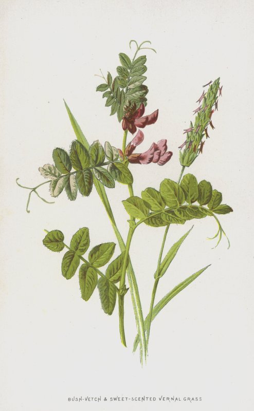 Erva-do-mato e grama Vernal de aroma doce (cromolitro) de Frederick Edward Hulme