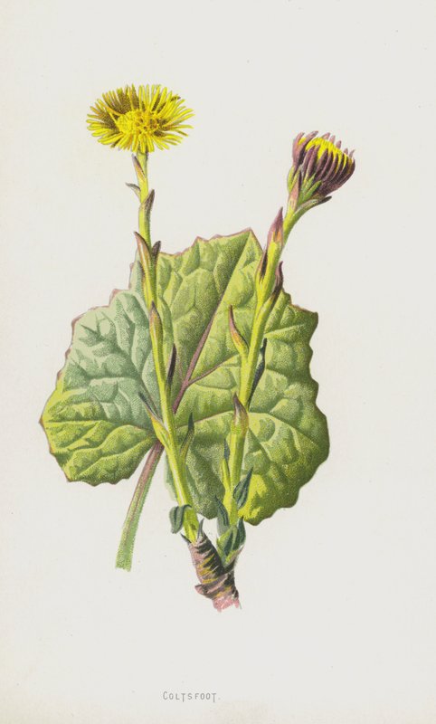 Coltsfoot (cromolitho) de Frederick Edward Hulme