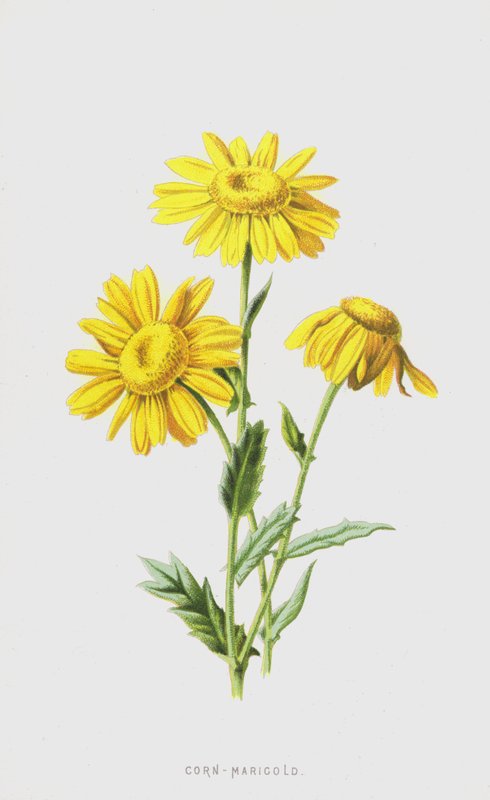 Corn-Marigold (cromolitho) de Frederick Edward Hulme
