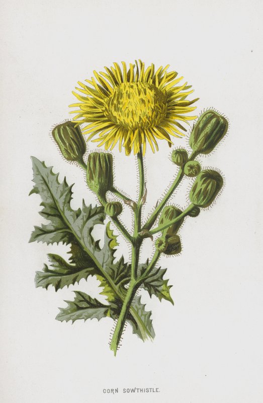 Sowthistle de milho (cromolitho) de Frederick Edward Hulme
