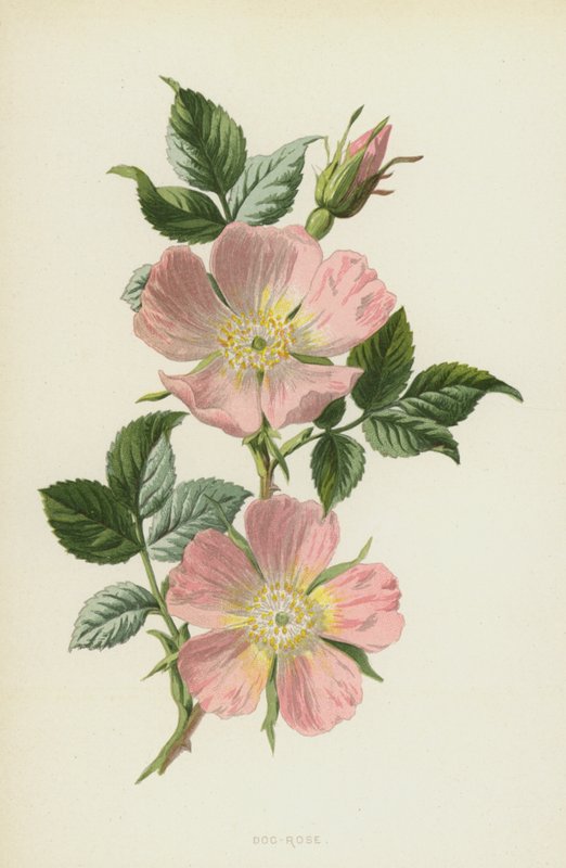Cão-Rosa (cromolito) de Frederick Edward Hulme