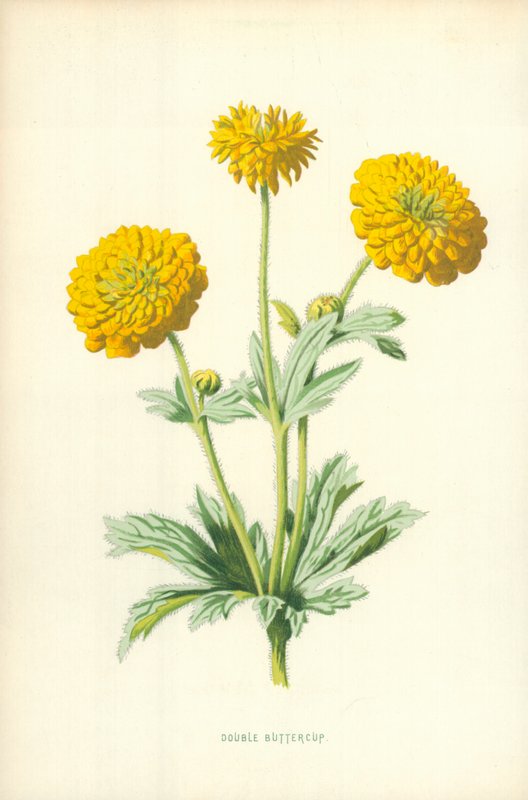 Duplo botão de ouro de Frederick Edward Hulme