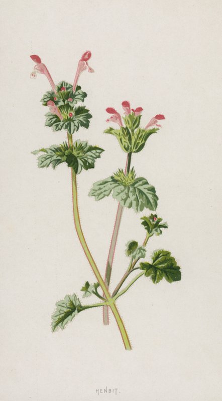 Henbit (cromolito) de Frederick Edward Hulme