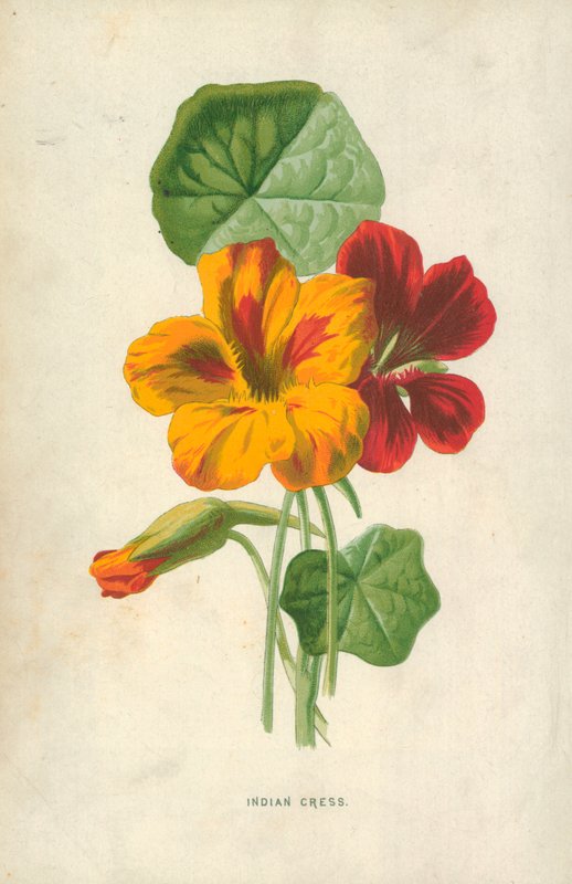 Agrião indiano de Frederick Edward Hulme