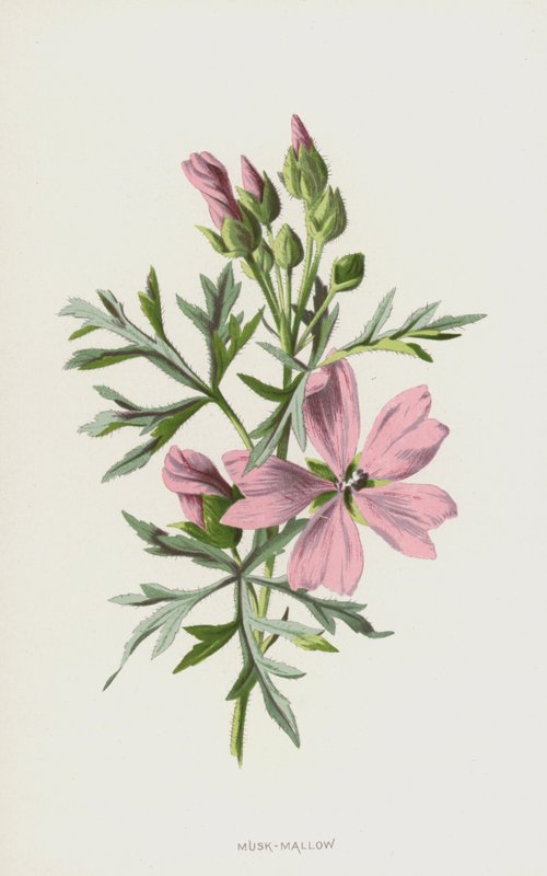 Almíscar-malva (cromolito) de Frederick Edward Hulme