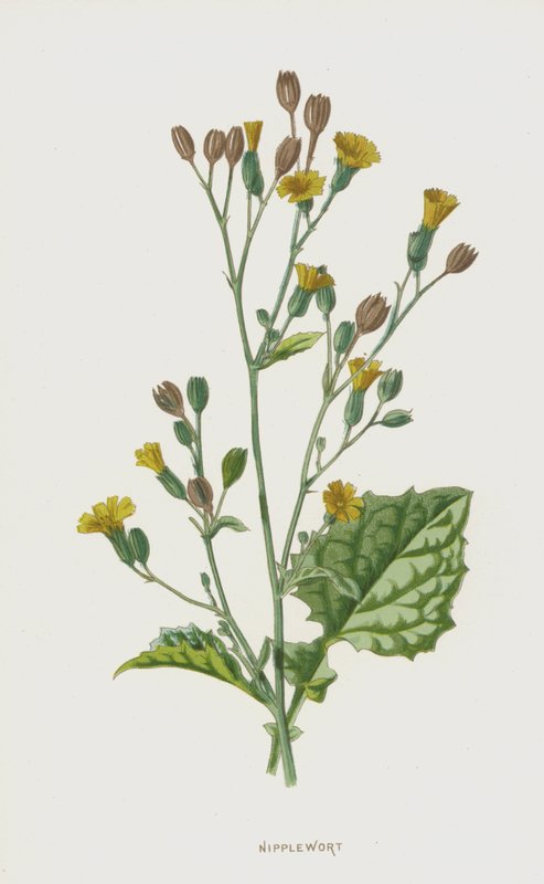 Nipplewort (cromolitho) de Frederick Edward Hulme