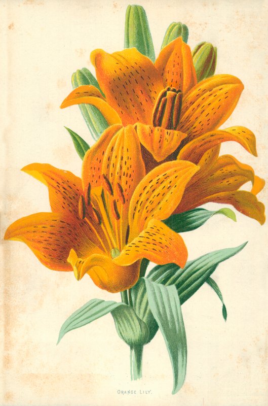 Lírio laranja de Frederick Edward Hulme