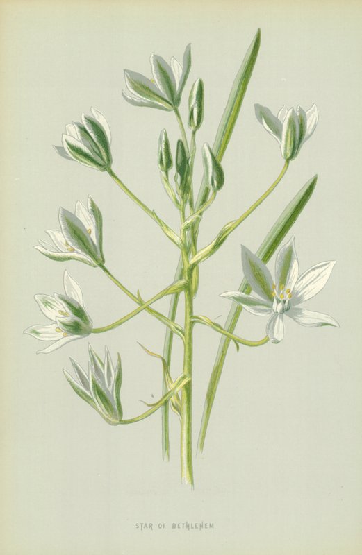 Estrela de Belém de Frederick Edward Hulme