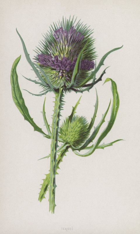 Teasel (cromolitho) de Frederick Edward Hulme