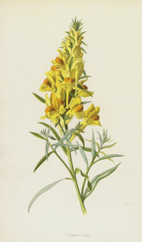 Sapo-linho (cromolito) de Frederick Edward Hulme