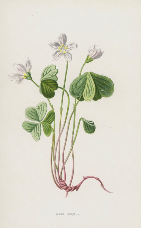 Madeira-alazão (cromolitho) de Frederick Edward Hulme