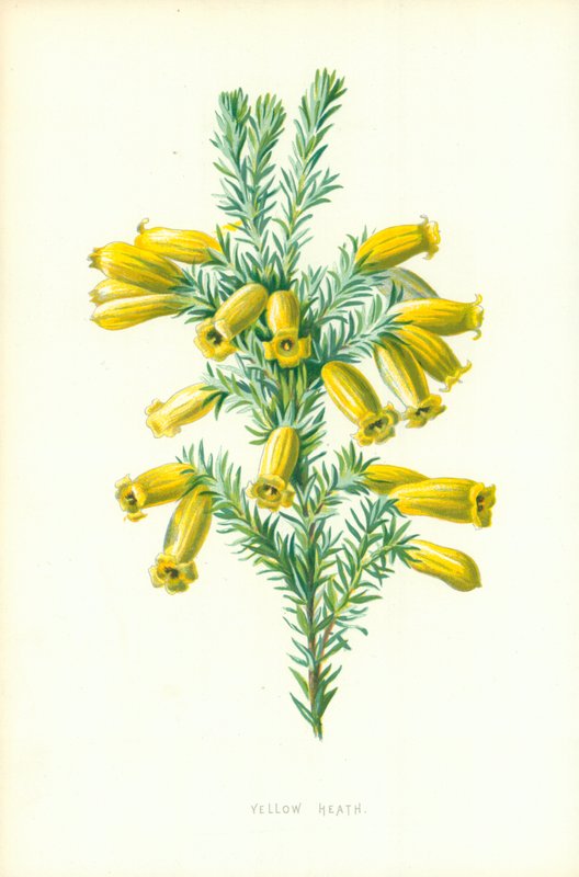 Charneca Amarela de Frederick Edward Hulme