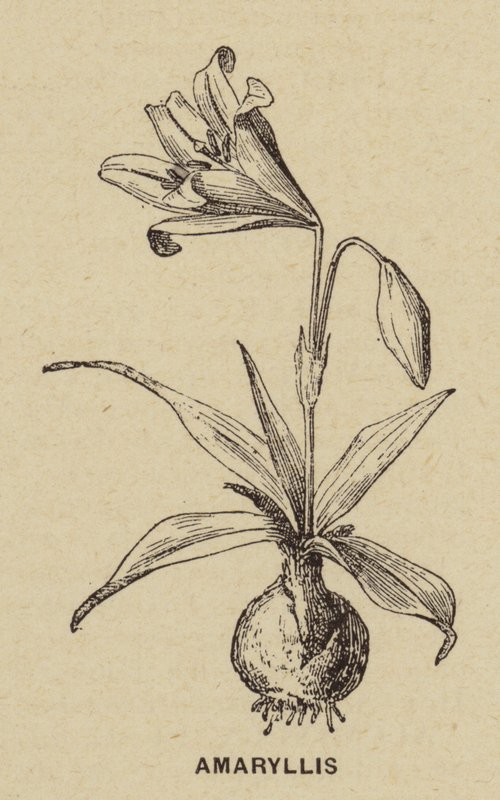 Amarílis (gravura) de French School