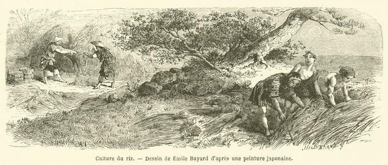 Cultivo de arroz (gravura) de French School