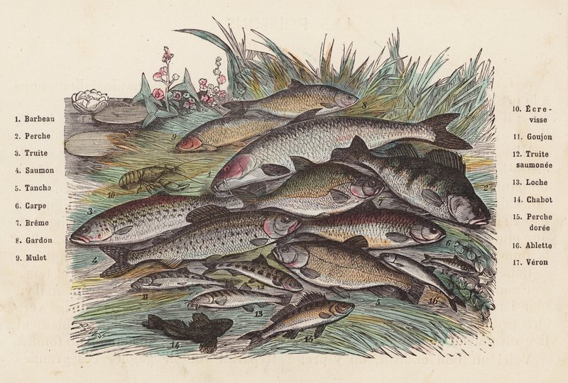 Peixe (gravura colorida) de French School