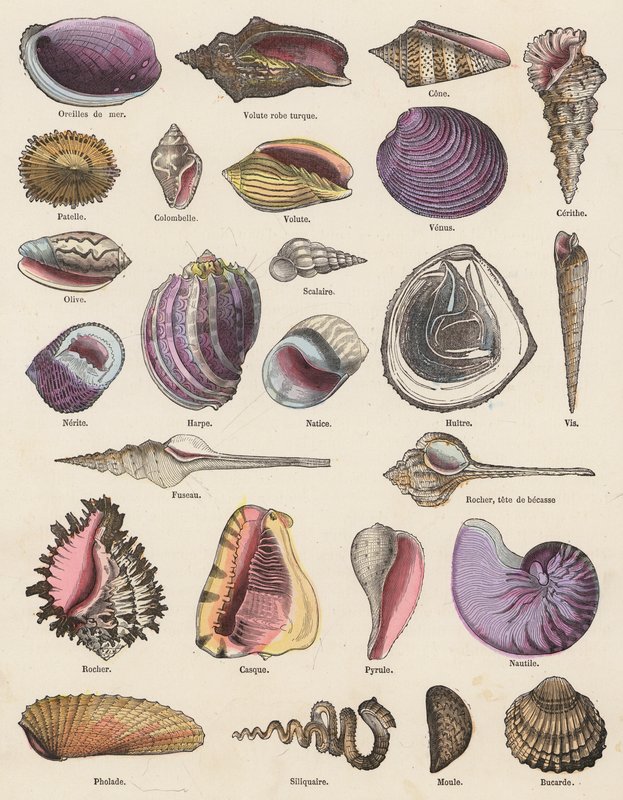 Seashells (gravura a cores) de French School